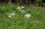 Northern spiderlily